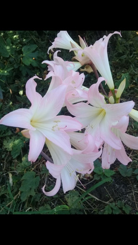 Bulbos De Plantas  Amarillys Rosadas , Blancas 