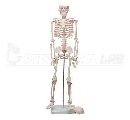 Esqueleto Humano De 85 Cm Com Suporte