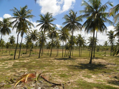 Imagem 11 de 19 de Terreno Frontais Ao Mar, Na Praia De Costa Azul, Litoral Norte Da Bahia - Ar386