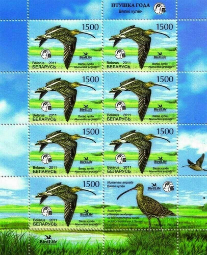 Fauna - Ave - Bielorrusia - Hojita Mint