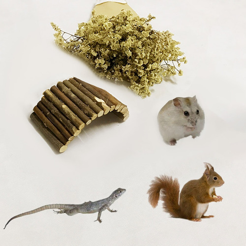 Reptiles, Tortugas, Hámsters, Lagartos, Osos Dorados, Refugi