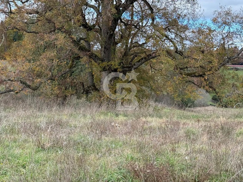 Parcelas 5.000 M² Cerca De Osorno