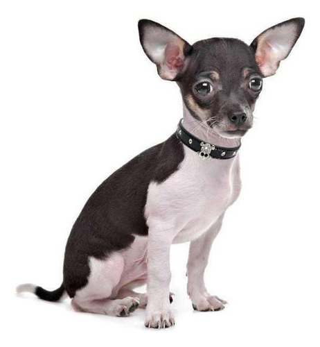 Collar Para Perro Oem B0b57bxvdc Negro. Talle M