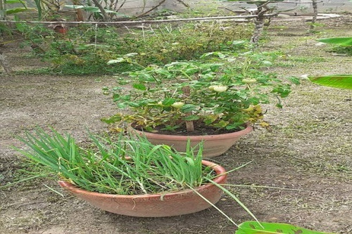 Imagen 11 de 12 de Zch Asein P1539 Vende Linda Mini Finca En Bejuma. Estado Carabobo