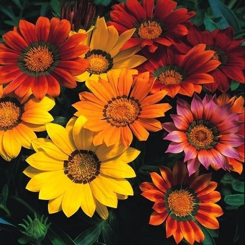 Oferta!! 50 Semillas De Gazania Mix Colores 