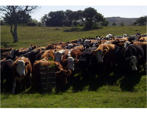 Imagen 5 de 21 de Campo En Uruguay, Aiguá, Ruta 13