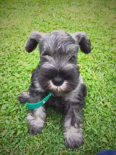 Cachorro Schnauzer Mini. Estancia La Nicola 06