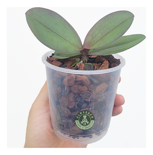 Orquídea Phalaenopsis Baby (x 04 Und.)