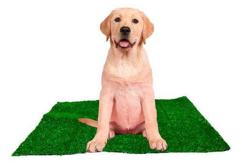 Imagem 6 de 8 de Grama Sintetica Higienica Banheiro Canino Reutilizavel 50x50