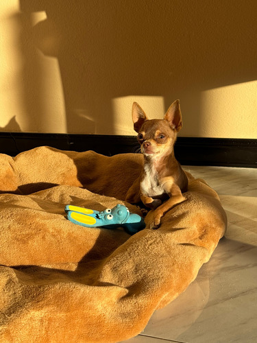 Chihuahua Mini Mini Monta