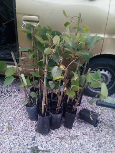 Planta Enredadera Frutal Kiwi