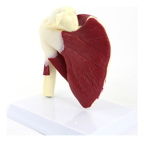 Articulación Del Hombro Humano Con Modelo Muscular