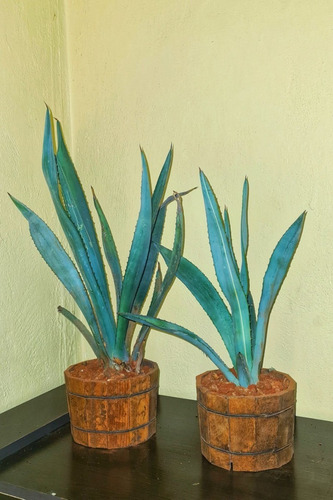 Planta De Agave Azul En Maceta