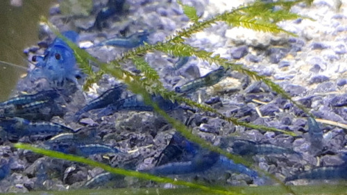 Imagen 2 de 10 de Camaron Blue X 10 Gambas Azules Neocaridina Fotos Reales!!!!
