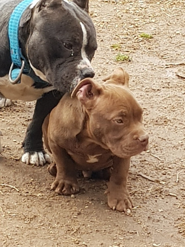 Imagen 1 de 5 de Vendo Cachorros Am Bully Exelentes !!