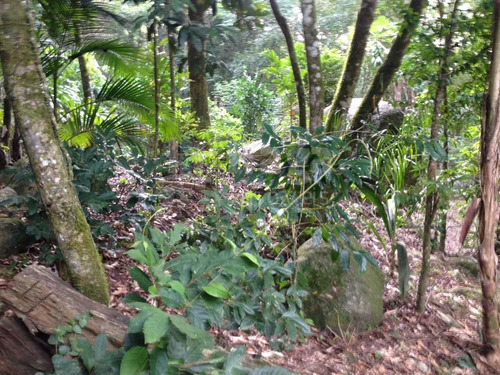 Imagem 10 de 14 de Terreno Para Chácara À Venda Em Canelinha/sc - 1669c