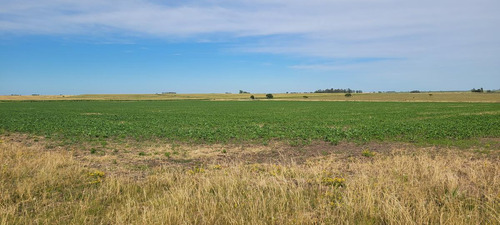 Imagen 13 de 23 de Campo Agrícola En Gualeguaychú (camino De Rojas)