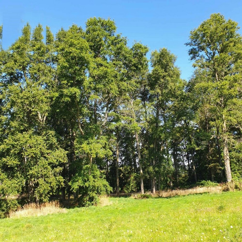 Parcelas A 15 Minutos De Frutillar 9 Millones De Descuento