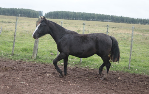 Yegua Criolla Pedigree