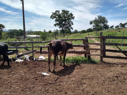 Imagem 3 de 19 de Fazenda Para Comprar No Fazenda Minama Em Santana De Pirapama/mg - 1731