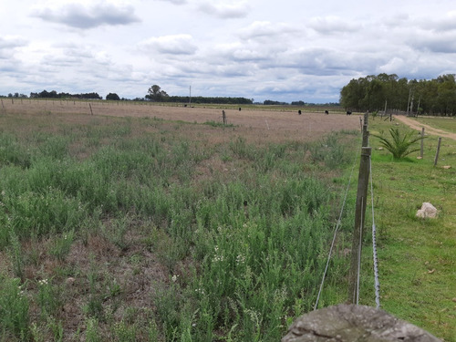 Imagen 5 de 13 de Chacras De 3 Has En Venta En Ruta 40 Kilometro 92.500 A 17 Km De Tala Maravilla De Cañada Chury