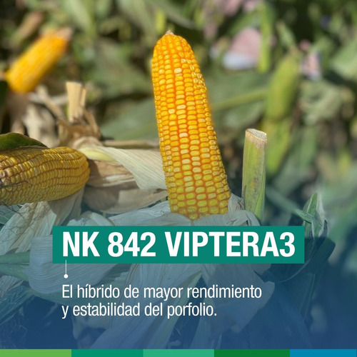Semilla Maíz Nk 842 Viptera3