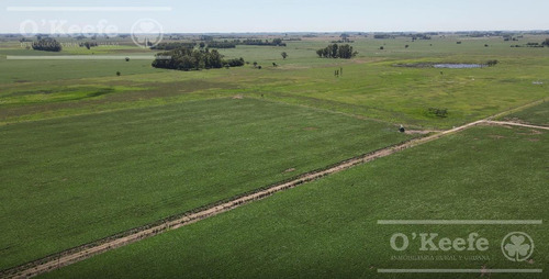 Imagen 2 de 11 de Campo En Venta - Chivilcoy 450 Has- 70% Agrícola Con Frente Sobre Ruta