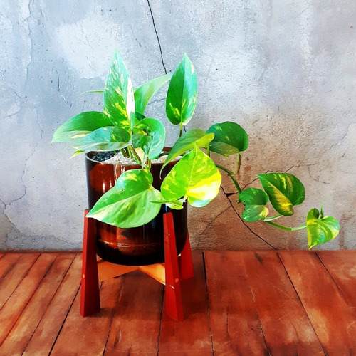 Imagen 2 de 8 de Scindapsus Little Terrario 16 Con Soporte