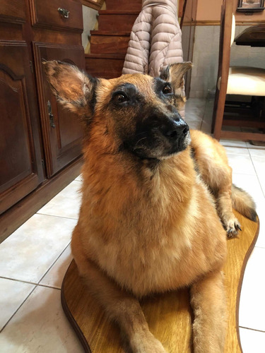 Imagen 1 de 7 de Servicio De Taxidermia Para Mascotas!!!