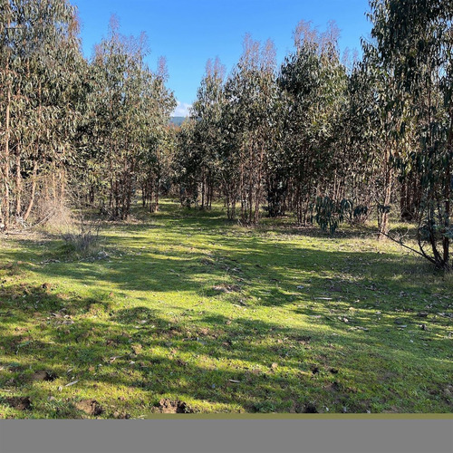 Parcelas En Vichuquén Al Lado De Laguna Torca Y Playa Llico
