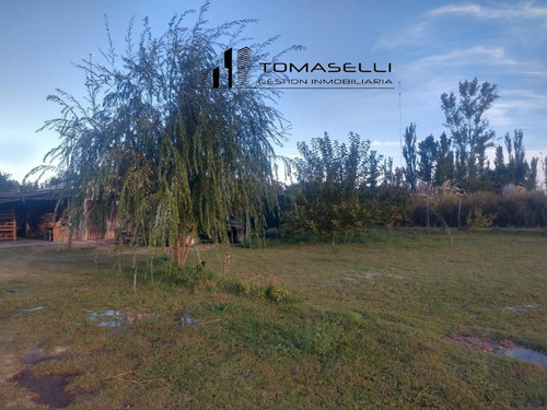 Venta - Chacra Con Casa Y Plantacion- Rama Caida - Mendoza