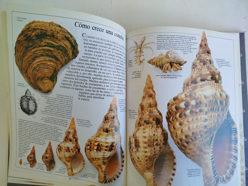 Libro Moluscos Y Crustaceos-biblioteca Visual Altea-1990