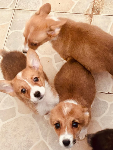 Preciosos Ejemplares Corgi Rojiso