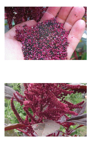 Sementes Amaranto Hopi Red Dye Amaranthus Comestível Flor