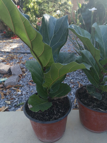 Ficus Pandurata (planta Pandurata)
