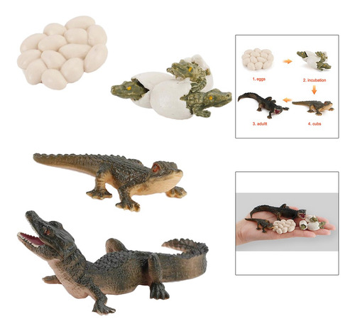 2 X Ciclo De Vida Animal Modelo Cocodrilo Niños Preescolar I