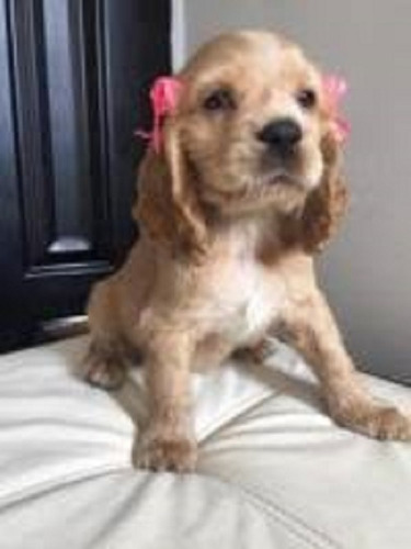 Hermosos Cocker Spaniel 180 Por Cachorro