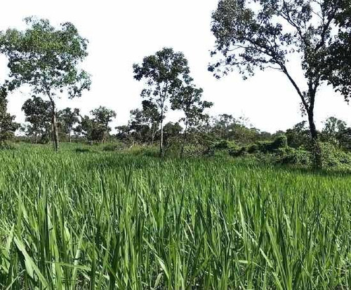 Semillas De Pastos Brizantha Piata Bolsa Por 1 Kilo