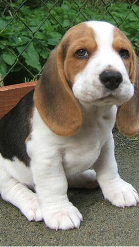Cachorro Beagle Perritos Begle Puppy Cachorrito