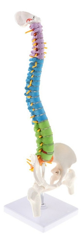 Modelo Detallado De Columna Vertebral Humana Flexible De 45