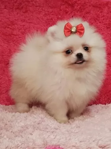 Cão Lulu da Pomerânia Mini Pequeno Penha - Lulu da Pomerânia Mini