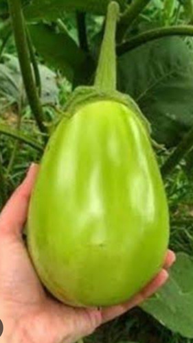 Semente De Jiló Gigante