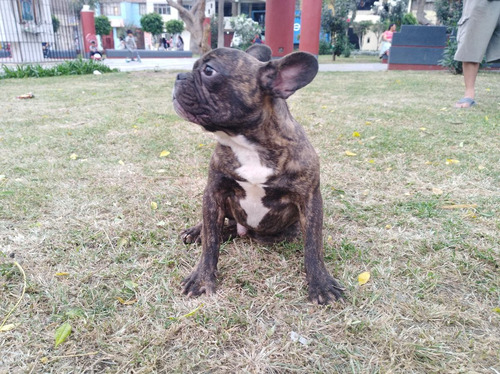 Bulldog Frances - Machito De 6 Meses -1000 Soles - Oferta