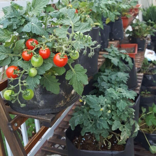 Generic 5 Sacos De Cultivo Não Tecidos Com Alças -