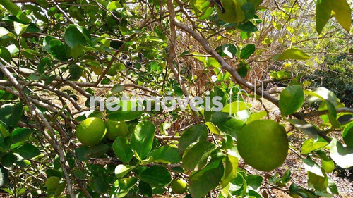 Imagem 20 de 29 de Venda Chácara Zona Rural Conceição Do Pará - 875793