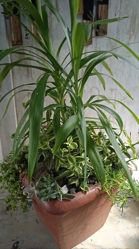 Imagen 4 de 7 de Plantas Decoración, Exterior E Interior!