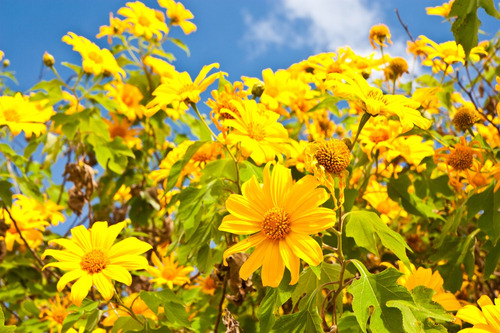 Tithonia Diversifolia | Árbol Girasol