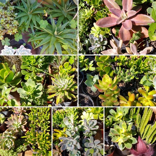 Echeveria Coccinea - Setosa / Suculenta Maceta Cultivo N°12