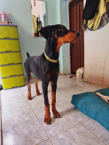 Cachorro Doberman 5 Meses De Edad 