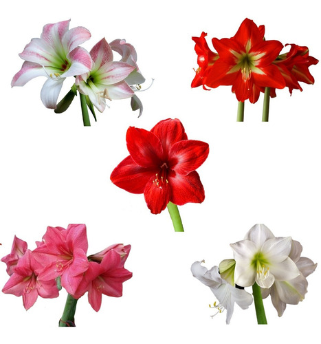 Bulbos De Flores Amarilis Amaryllis Açucena Lírios Gladíolos | MercadoLivre